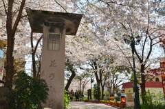宝塚の桜（花のみち）