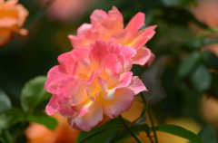 アンネのバラ（アンネのバラの教会） Rose of Anne Frank at 