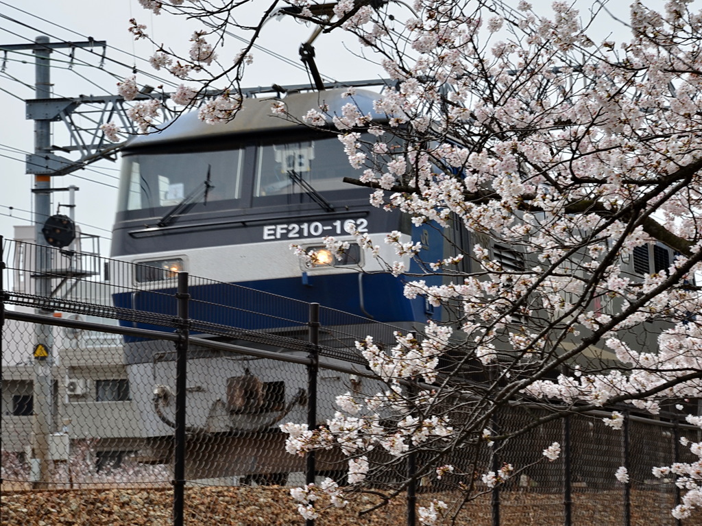 桃太郎機関車と桜