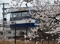 桃太郎機関車と桜