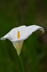 カラーの花