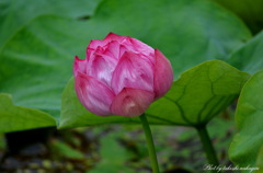 はすの花