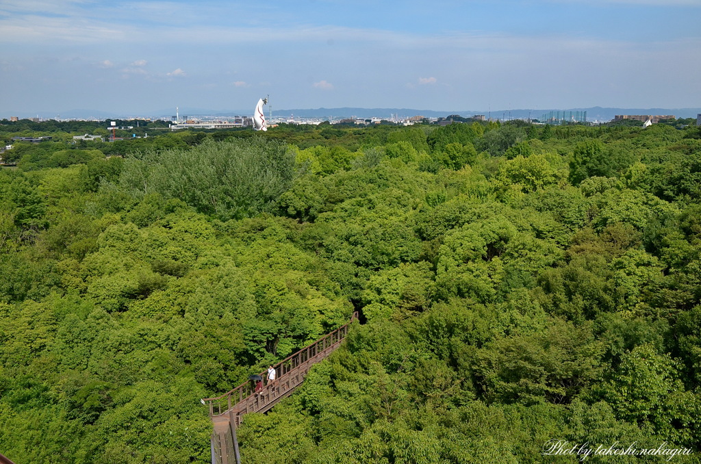 壮大な森