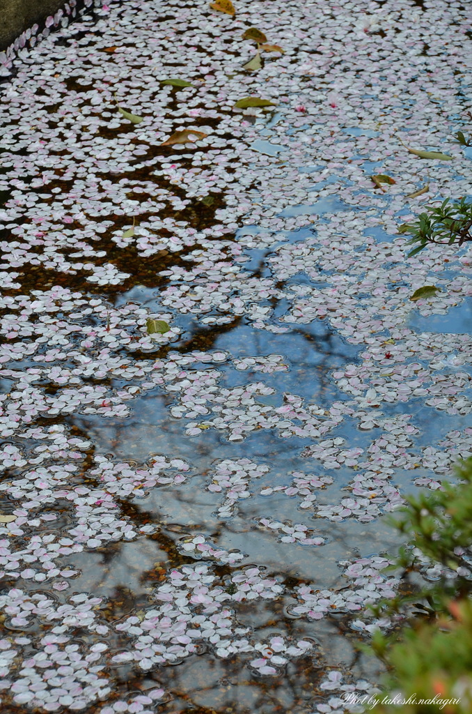 水面に映る桜