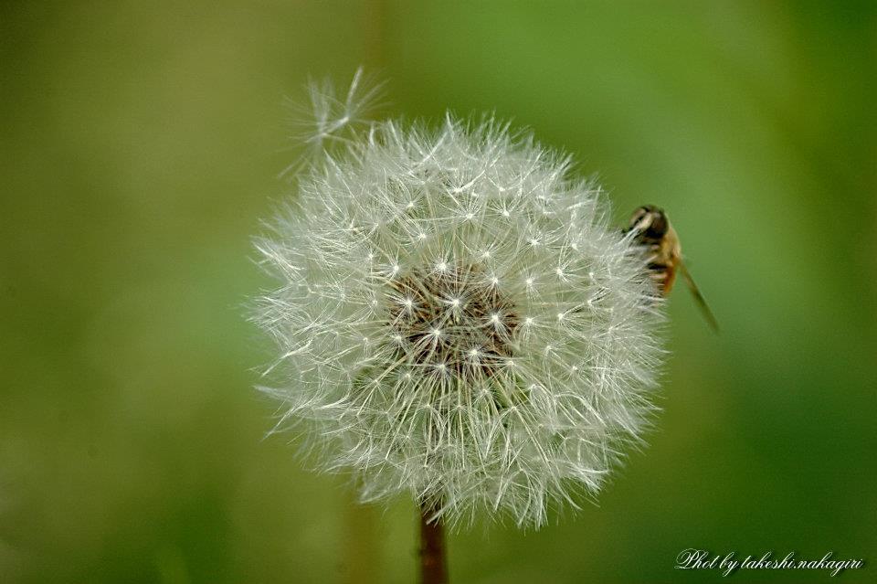 美しきマクロの世界　Beautiful world of macro.