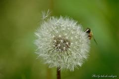 美しきマクロの世界　Beautiful world of macro.