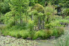 宝塚ガーデンフィールズ　English Garden.