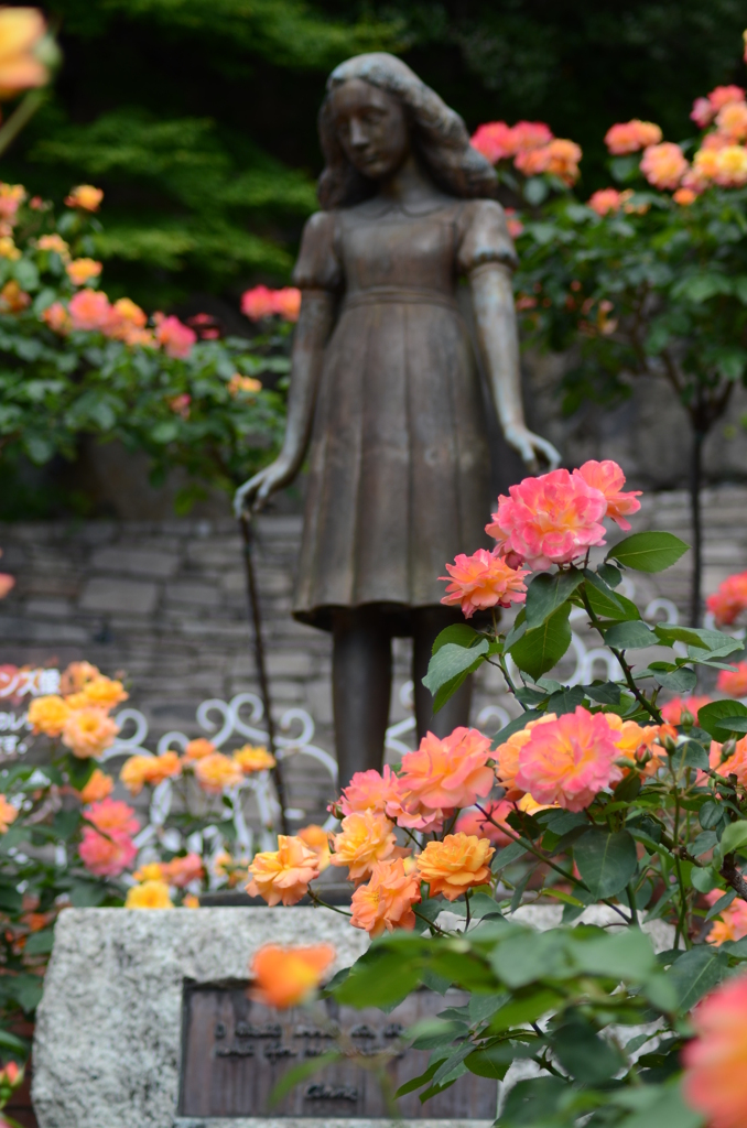 アンネのバラ（アンネのバラの教会） Rose of Anne Frank at 