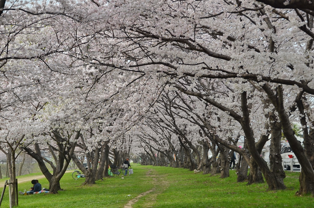 伊丹の桜（桜のトンネル）