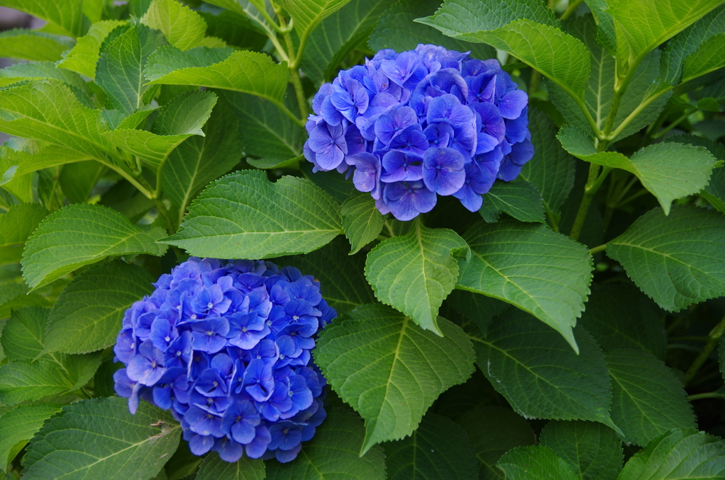 我が家の紫陽花