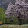 廃校跡のさくら