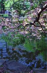 道庁の池