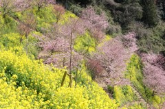 IMG_3965_R