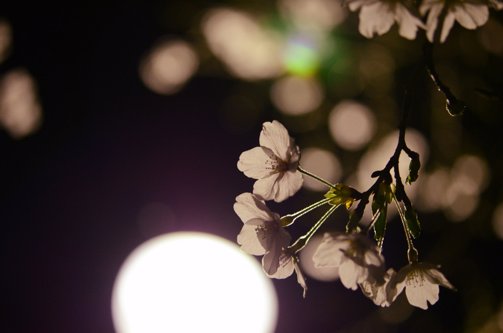 夜桜Ⅰ