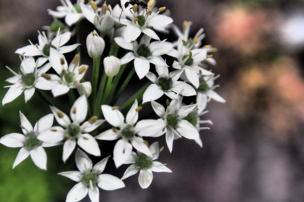 star of Bethlehem