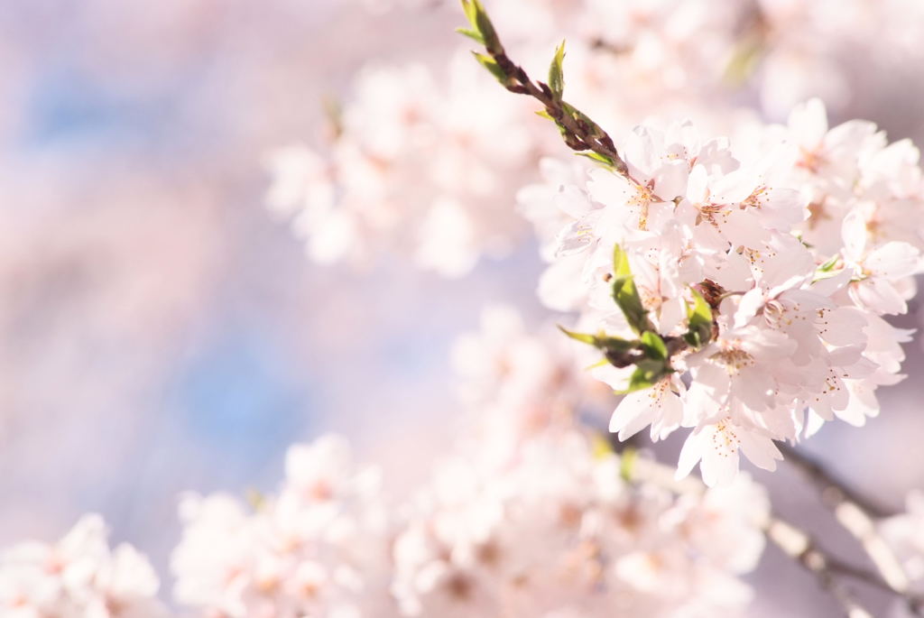 桜Ⅰ