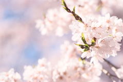 桜Ⅰ