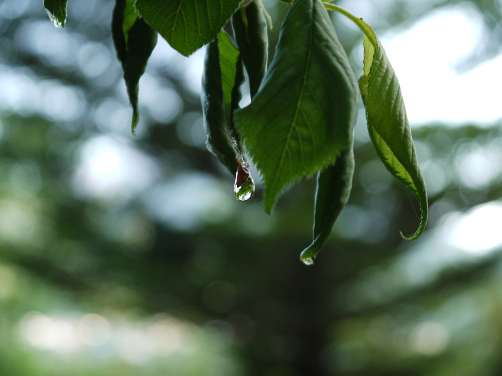 雨上がり