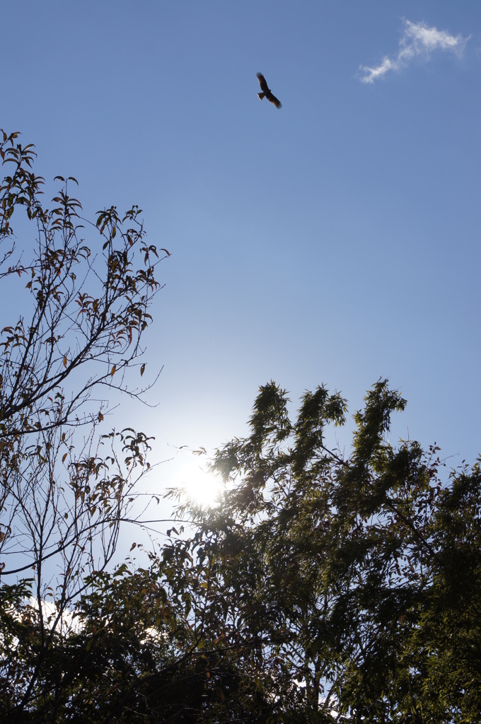 鳥と空
