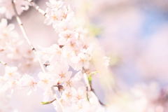 桜Ⅱ