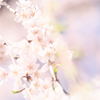 桜Ⅱ