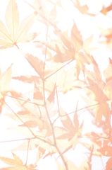 紅葉　１