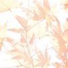 紅葉　１