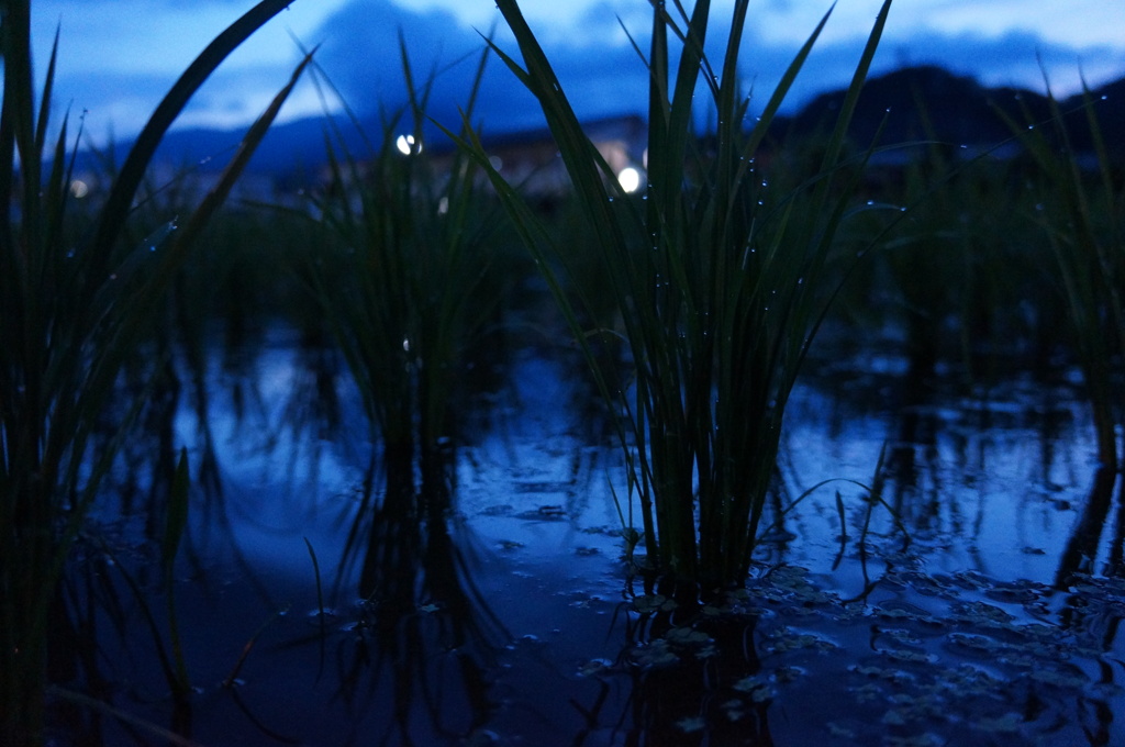梅雨
