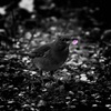 さくら