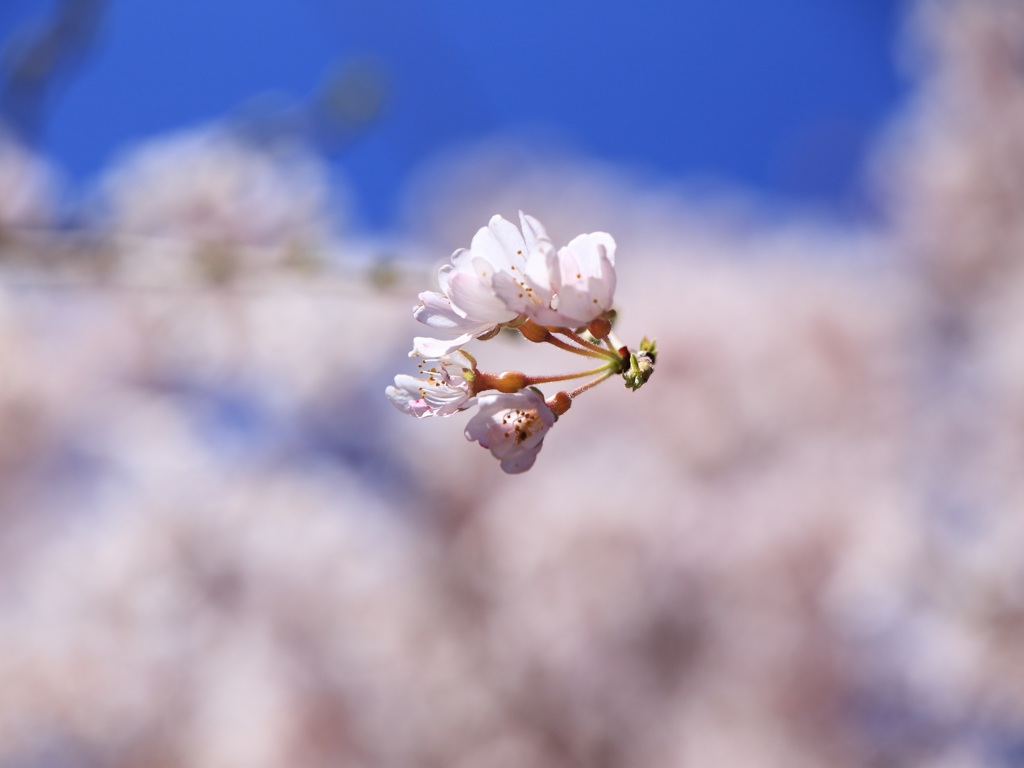 sakura