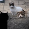 のら猫の世界