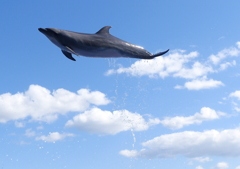 dolphin