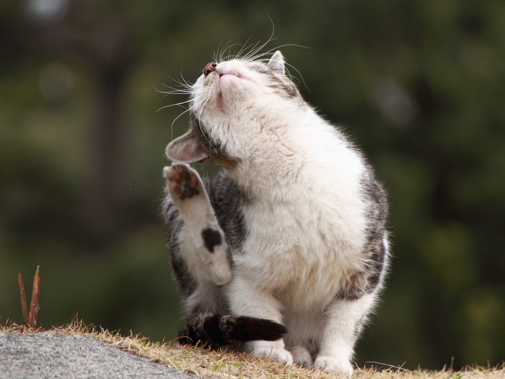 野良ちゃんの日常