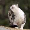 野良ちゃんの日常
