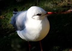 睨む鳥