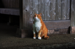 雨あがり