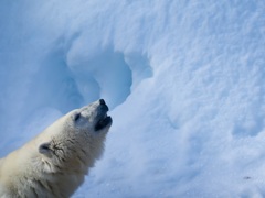 polar bear