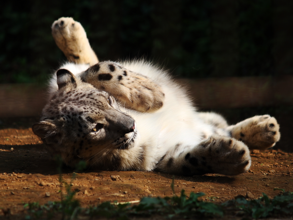 Snow Leopard 