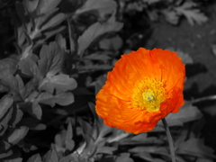Iceland poppy