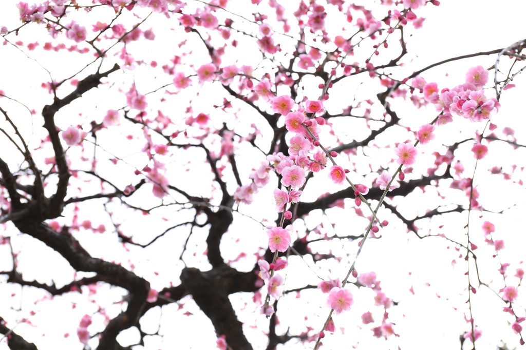 梅の季節