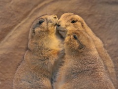 prairie dog