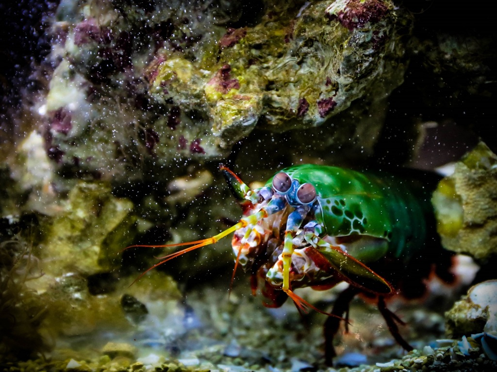 Mantis shrimp