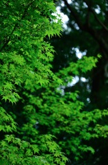 碧