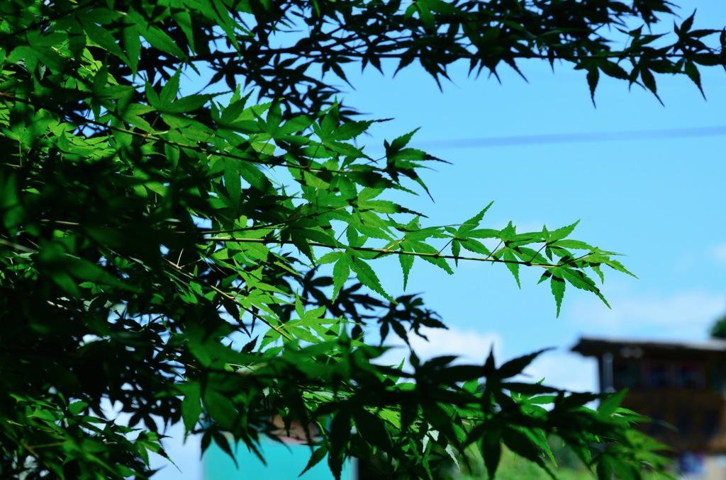 夏