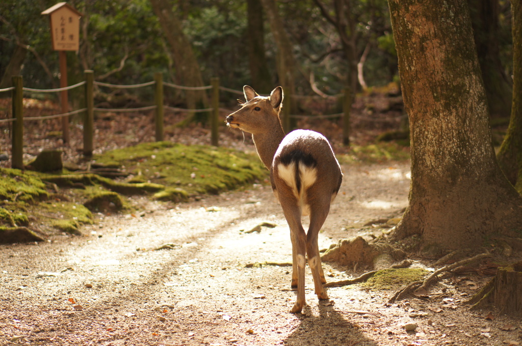 古都の雌鹿