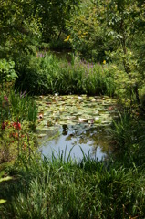 地中美術館のモネの池