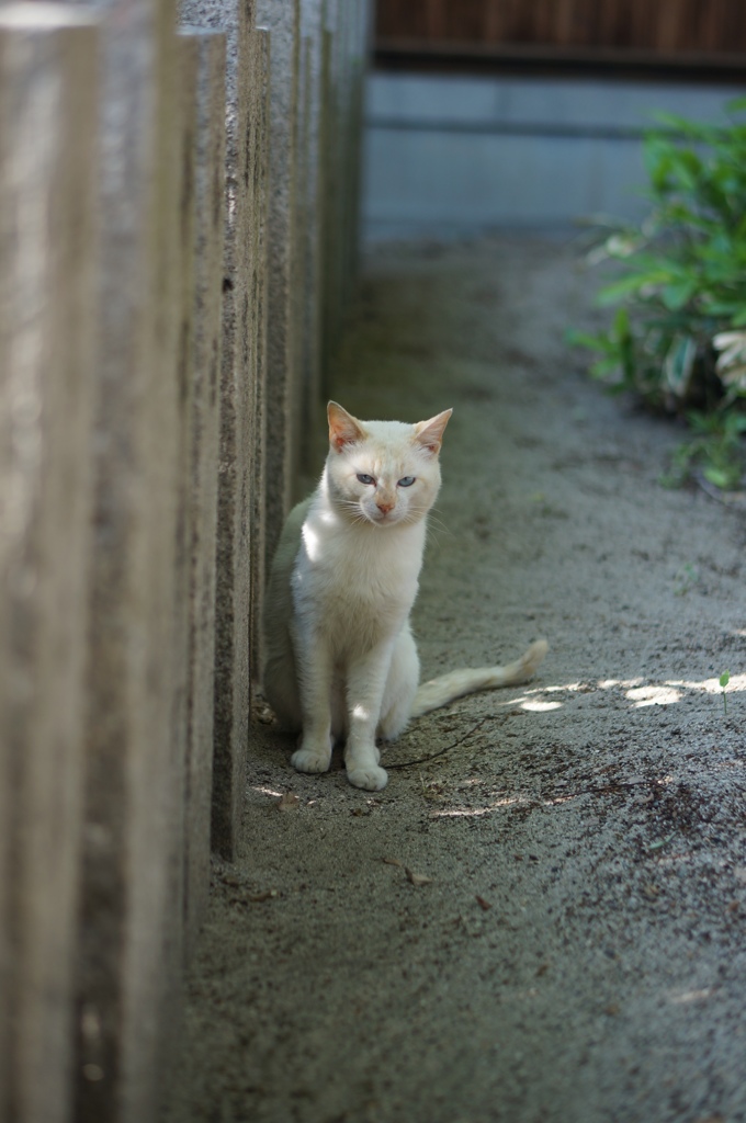 愛染坂のしろねこ