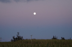 サトウキビ畑に浮かぶ月
