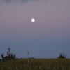サトウキビ畑に浮かぶ月