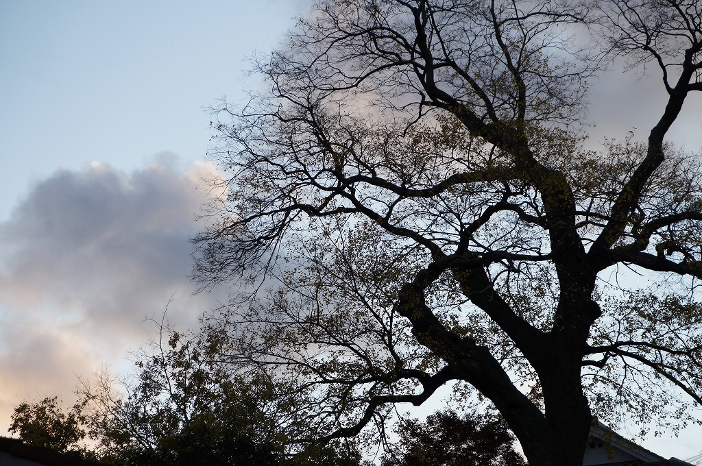 樹齢500年の椋の木